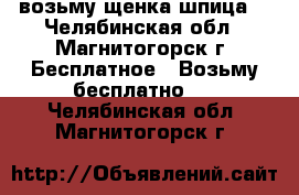 возьму щенка шпица  - Челябинская обл., Магнитогорск г. Бесплатное » Возьму бесплатно   . Челябинская обл.,Магнитогорск г.